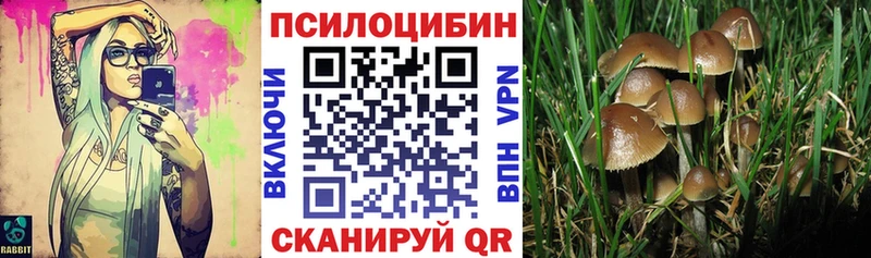 купить наркотики цена  Злынка  Псилоцибиновые грибы MAGIC MUSHROOMS 